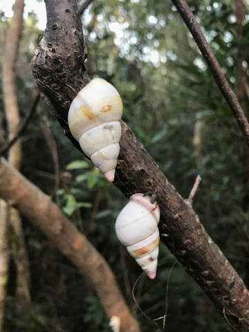 Lingus tree snails, a non-native species