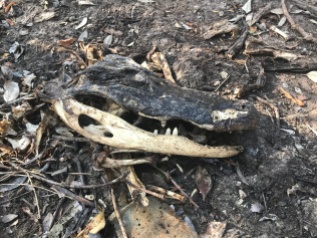 One of two alligator skulls we found.